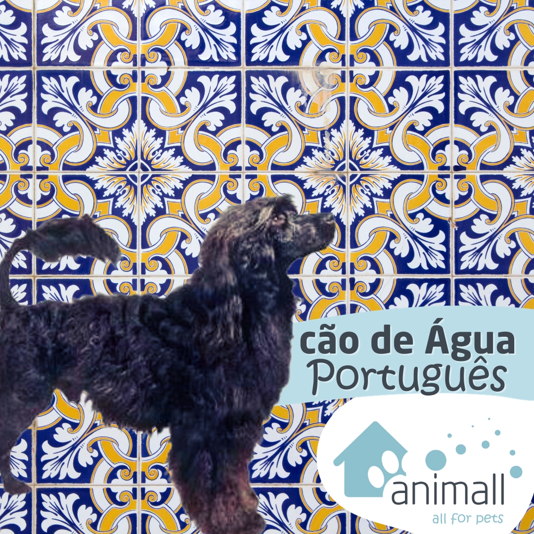 Cão D'água Português ou Cão de Água Algarvio? Saiba mais